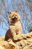 CAIRN TERRIER 071